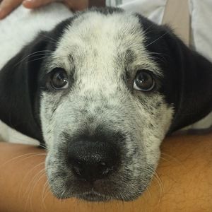 Meet your Posher, Caron